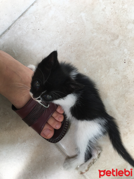 Tekir Kedi, Kedi  Mercan fotoğrafı