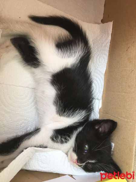 Tekir Kedi, Kedi  Mercan fotoğrafı