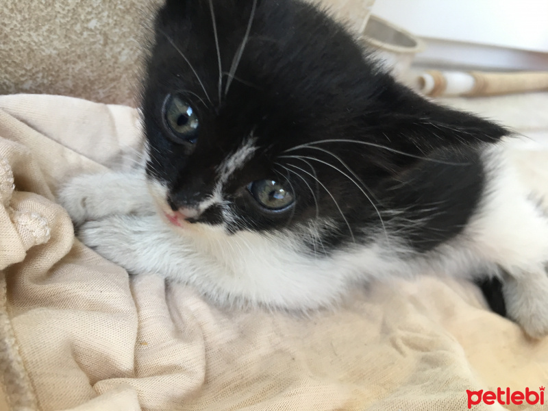 Tekir Kedi, Kedi  Mercan fotoğrafı