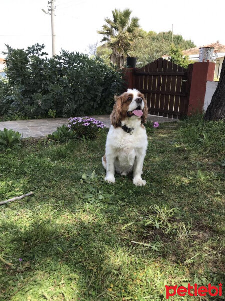 Cavalier King Charles Spanieli, Köpek  Köpük fotoğrafı