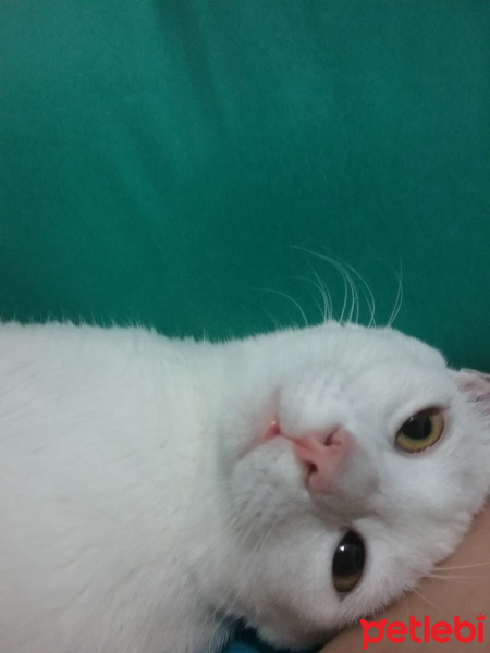 Van Kedisi, Kedi  Salem fotoğrafı