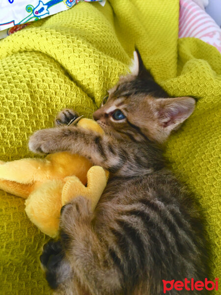 Tekir Kedi, Kedi  Berlin fotoğrafı