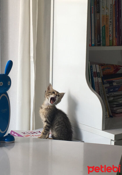 Tekir Kedi, Kedi  Berlin fotoğrafı