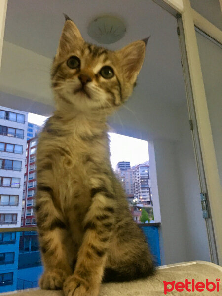 Tekir Kedi, Kedi  Berlin fotoğrafı