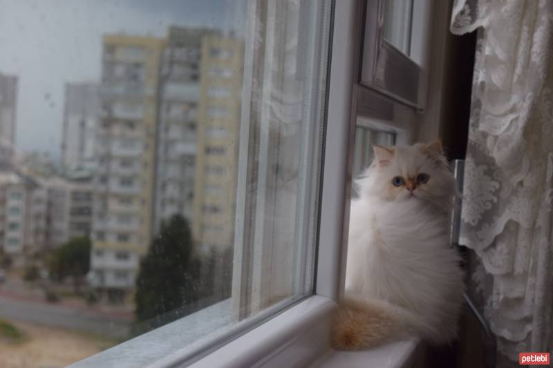 Himalayan, Kedi  Tarçın fotoğrafı