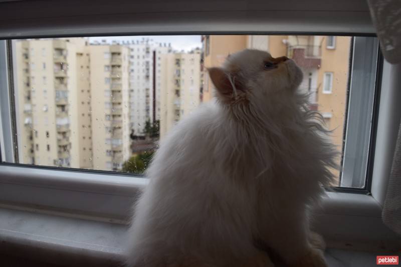 Himalayan, Kedi  Tarçın fotoğrafı