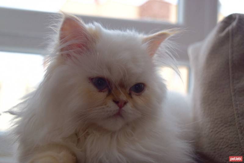 Himalayan, Kedi  Tarçın fotoğrafı