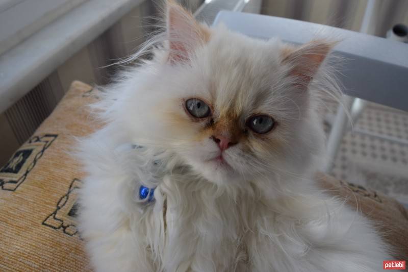 Himalayan, Kedi  Tarçın fotoğrafı