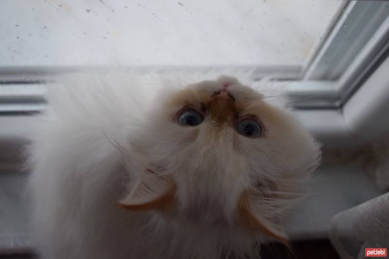 Himalayan, Kedi  Tarçın fotoğrafı