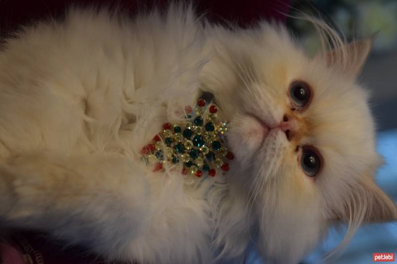 Himalayan, Kedi  Tarçın fotoğrafı