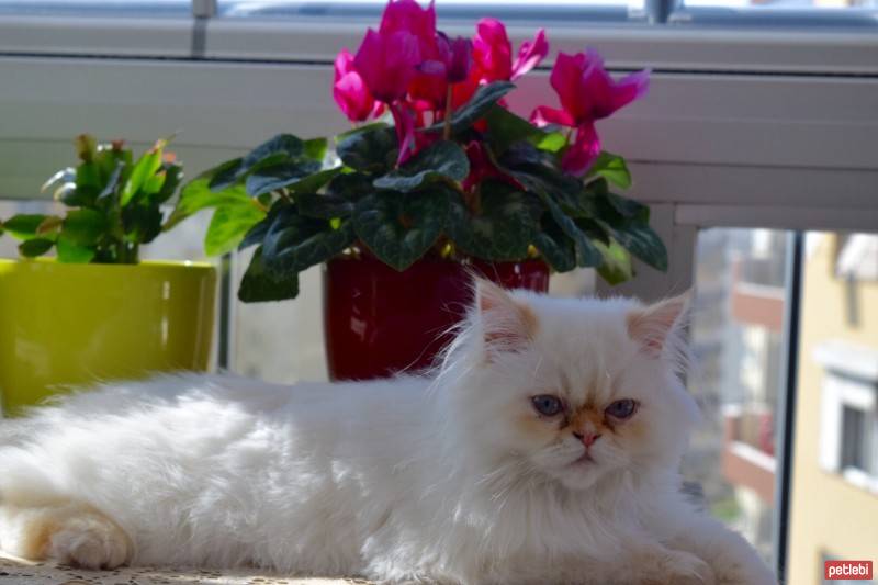 Himalayan, Kedi  Tarçın fotoğrafı