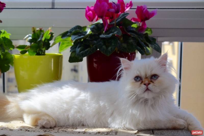 Himalayan, Kedi  Tarçın fotoğrafı