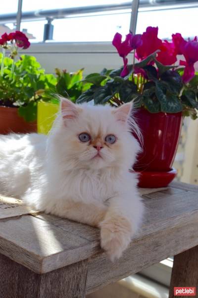 Himalayan, Kedi  Tarçın fotoğrafı