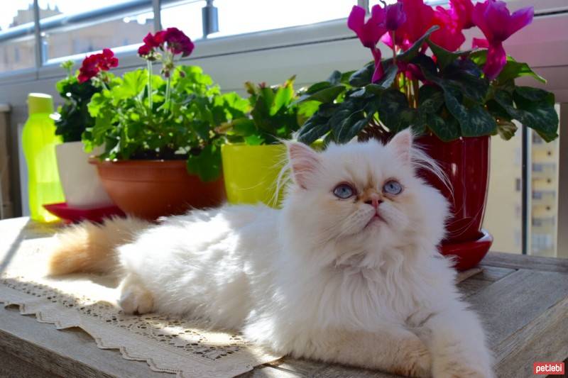 Himalayan, Kedi  Tarçın fotoğrafı