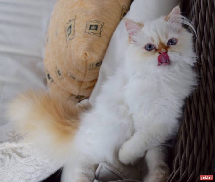 Himalayan, Kedi  Tarçın fotoğrafı