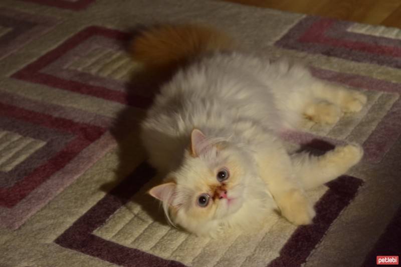 Himalayan, Kedi  Tarçın fotoğrafı