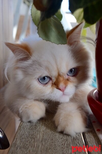 Himalayan, Kedi  Tarçın fotoğrafı