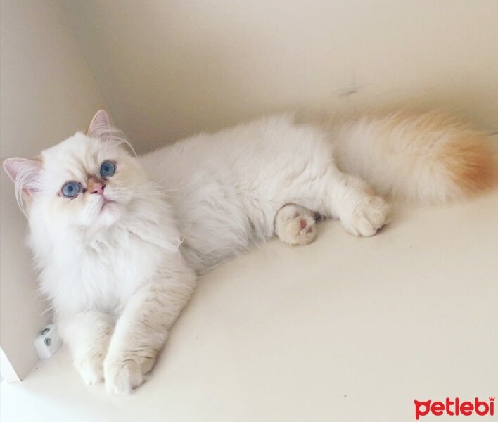 Himalayan, Kedi  Tarçın fotoğrafı