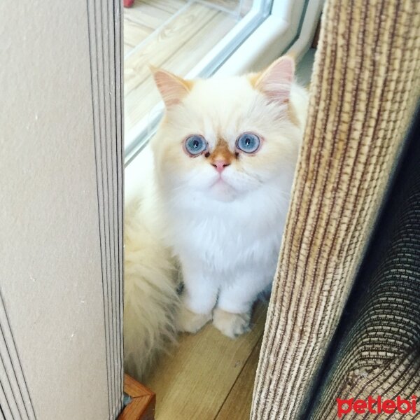 Himalayan, Kedi  Tarçın fotoğrafı