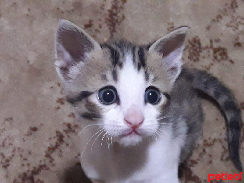 Tekir Kedi, Kedi  şanslı fotoğrafı