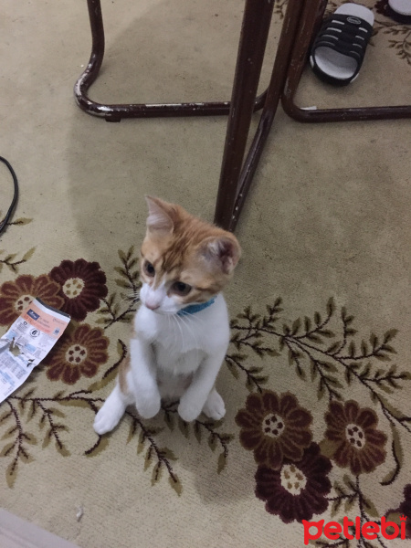 Tekir Kedi, Kedi  Katmer fotoğrafı