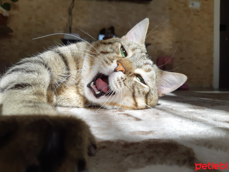 Tekir Kedi, Kedi  Osman fotoğrafı