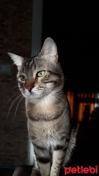 Tekir Kedi, Kedi  Osman fotoğrafı