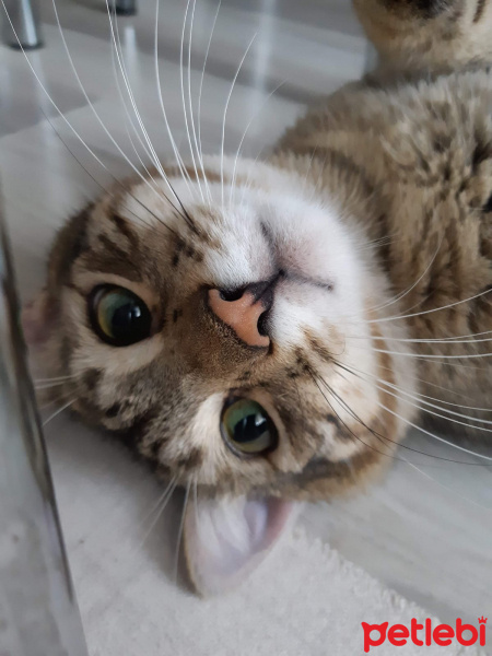 Tekir Kedi, Kedi  Osman fotoğrafı