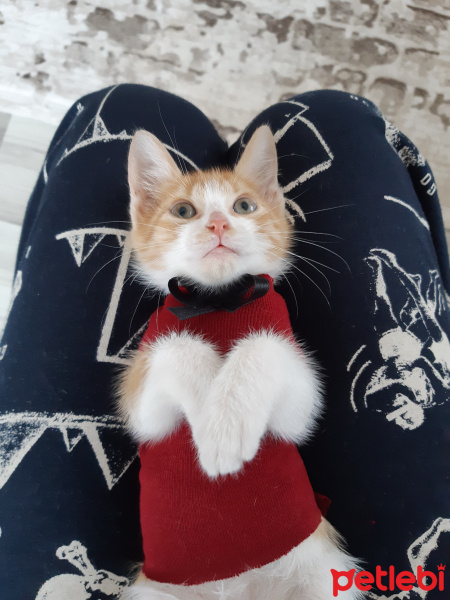 Tekir Kedi, Kedi  Osman fotoğrafı