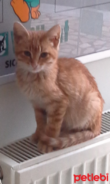 Sarman, Kedi  Çakma Kaplan (Fake Tiger) fotoğrafı