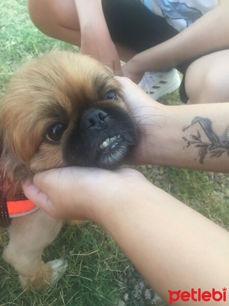 Pekingese, Köpek  Oscar fotoğrafı