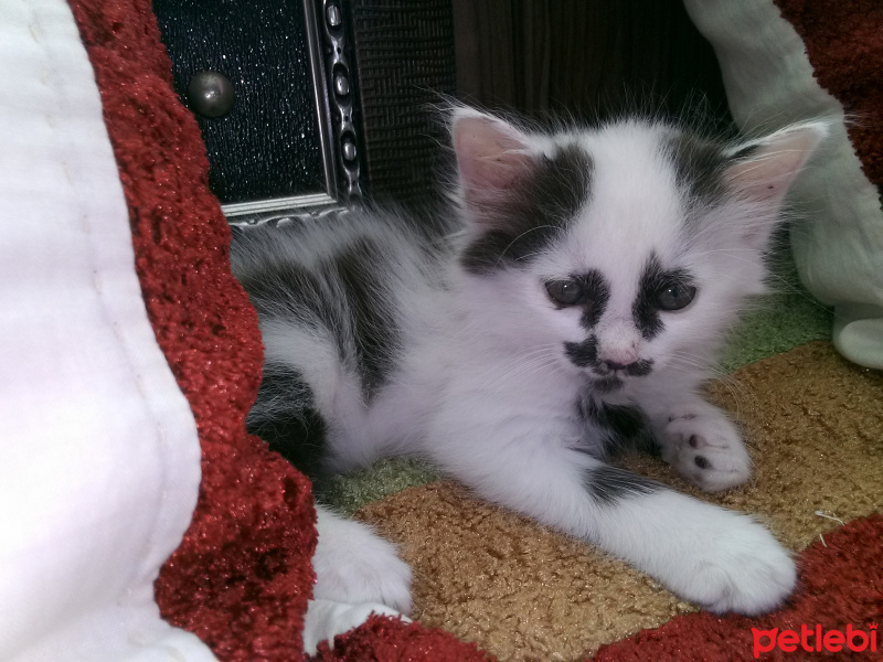 American Curl, Kedi  Bella fotoğrafı