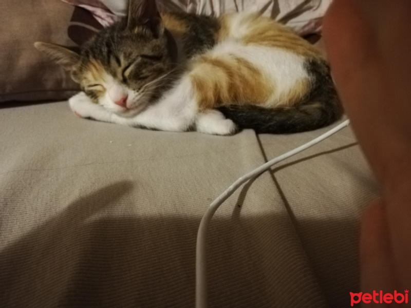 Tekir Kedi, Kedi  Yulaf fotoğrafı