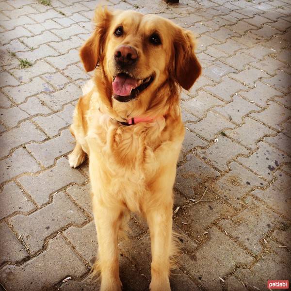 Golden Retriever, Köpek  Köpük fotoğrafı