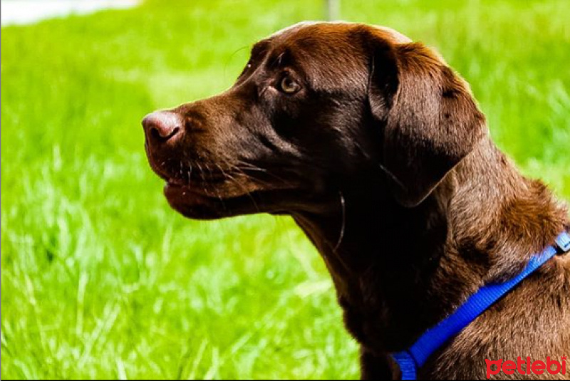 Labrador Retriever, Köpek  Venüs fotoğrafı