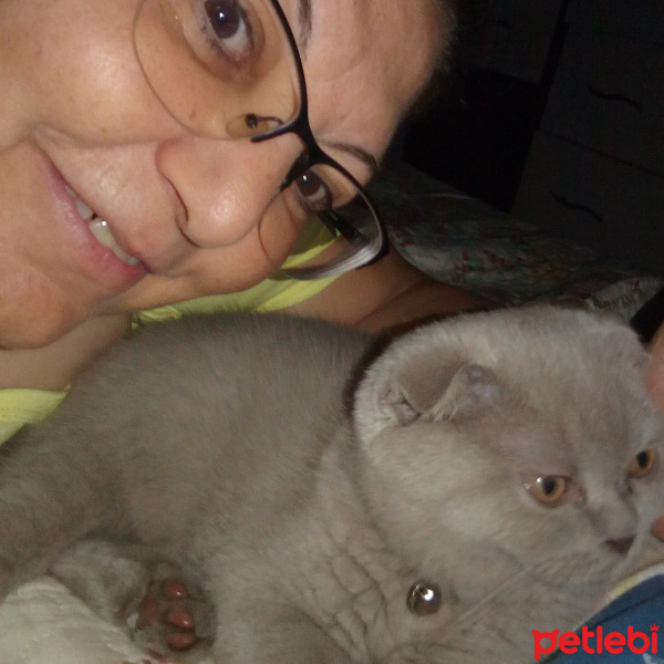 Scottish Fold, Kedi  Mia fotoğrafı