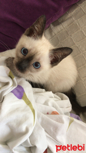 Siyam Kedisi, Kedi  Lucy fotoğrafı