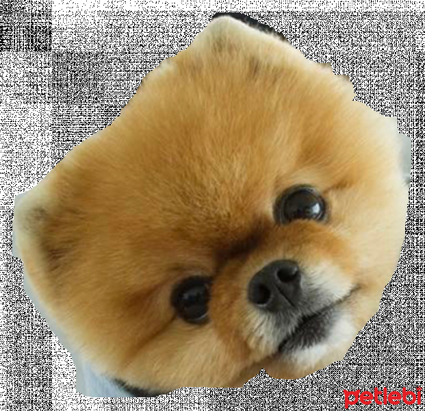 Akbaş, Köpek  Sunshine fotoğrafı
