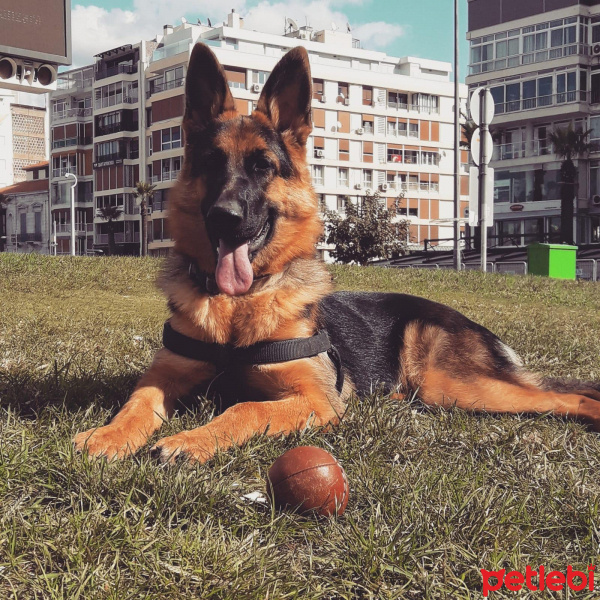 Alman Çoban Köpeği, Köpek  SIMBA fotoğrafı