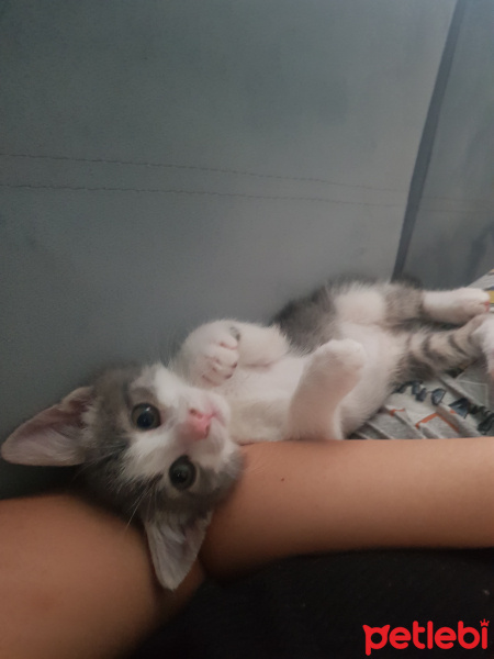 Tekir Kedi, Kedi  Kivi fotoğrafı