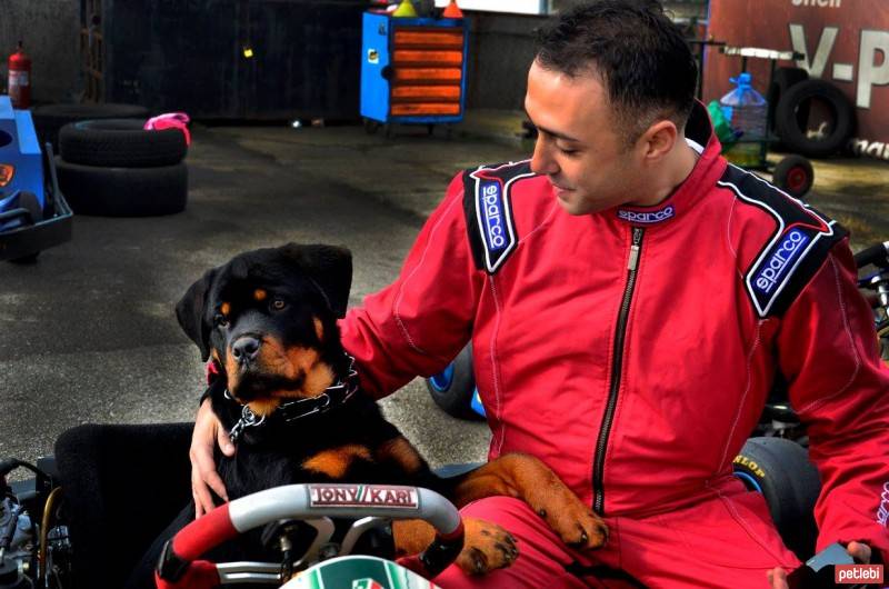 Rottweiler, Köpek  Paşa fotoğrafı