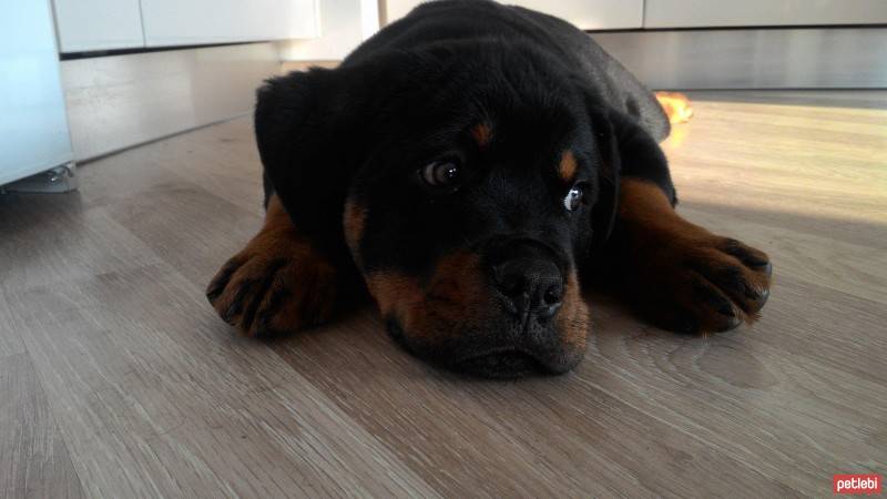 Rottweiler, Köpek  Paşa fotoğrafı