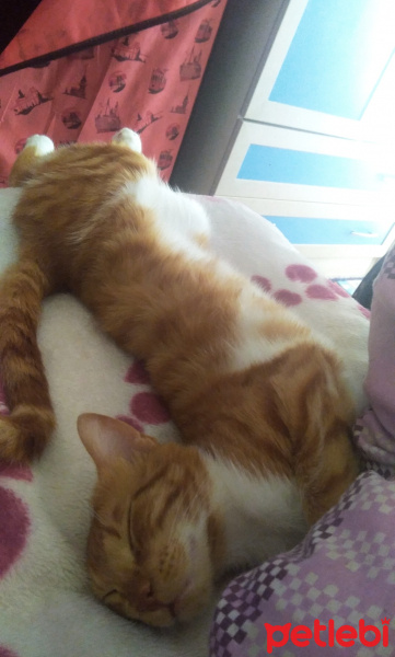 Tekir Kedi, Kedi  Odin fotoğrafı
