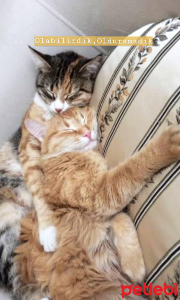 Tekir Kedi, Kedi  Odin fotoğrafı