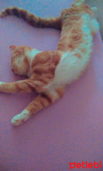 Tekir Kedi, Kedi  Odin fotoğrafı