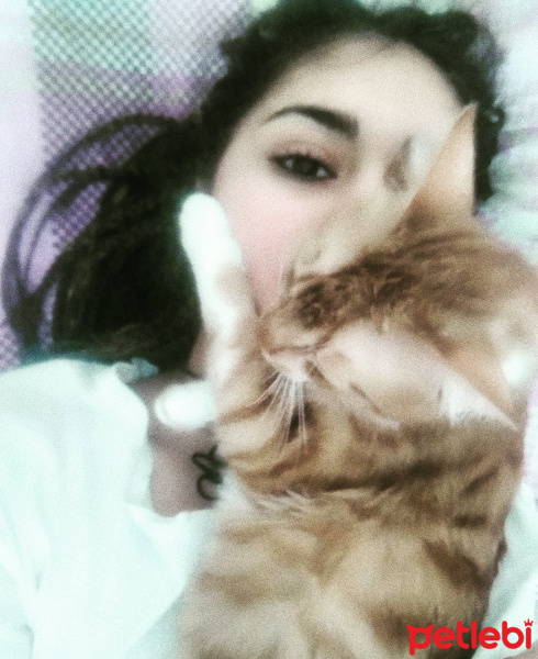 Tekir Kedi, Kedi  Odin fotoğrafı