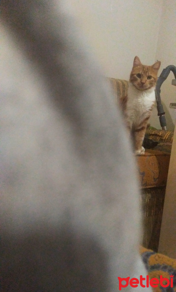Tekir Kedi, Kedi  Odin fotoğrafı