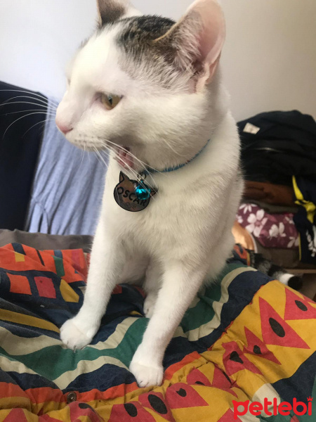 Tekir Kedi, Kedi  oscar fotoğrafı