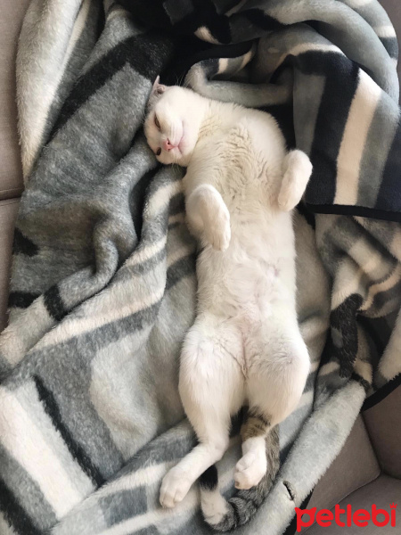 Tekir Kedi, Kedi  oscar fotoğrafı