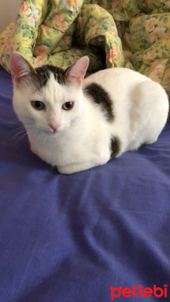 Tekir Kedi, Kedi  oscar fotoğrafı